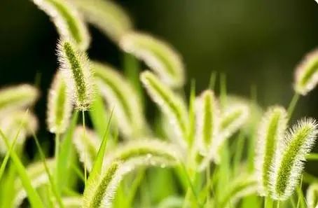 “狗尾巴草”是个宝，用它煮水喝，或能帮助解决这5种问题