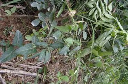 吃醋能软化结节？医生：这说法不可信，吃这3种食物才散结