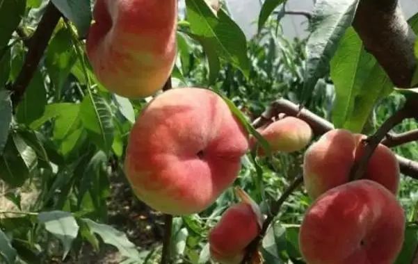 夏天吃桃有好处，糖尿病人能吃吗？提醒：这4种或能放心吃