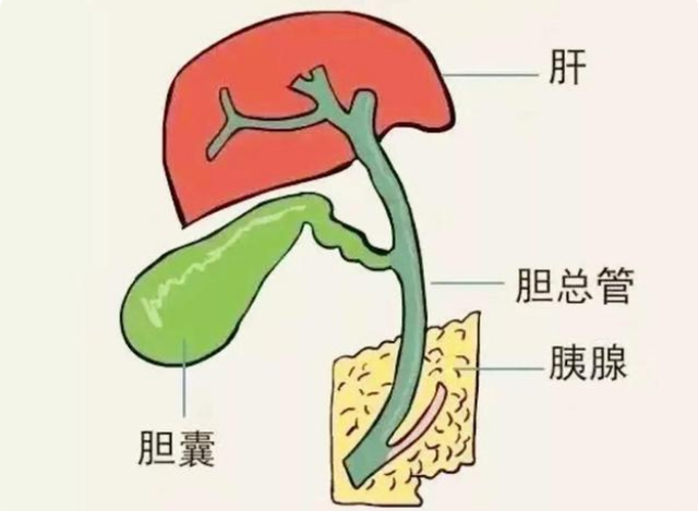 如果切除“胆囊”，会有哪些“后遗症”？或还有人不清楚，望了解