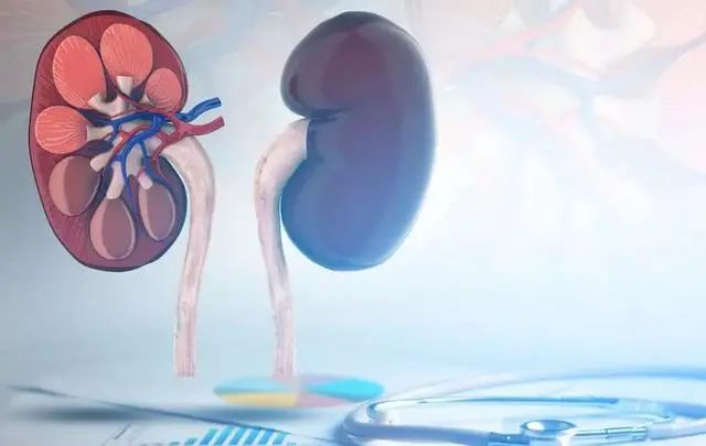 高尿酸的“冤家”或被找到？冬瓜垫底，若你爱吃，或能预防痛风