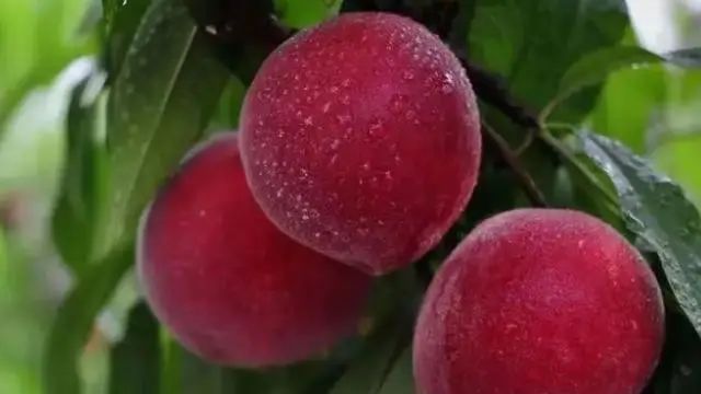 “桃子”不能随便吃？医生：6类人平时尽量少食用，不妨尽早了解