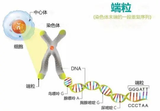 退休医生坦言：寿命长不是多走路和多睡觉，或是坚持这2件小事
