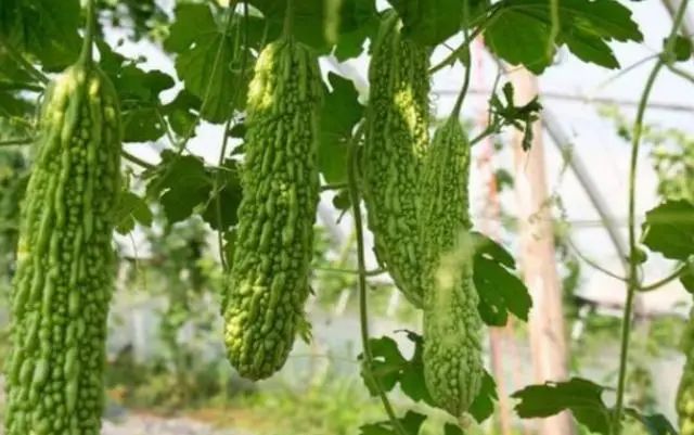 苦瓜不能随便吃？医生：4种人平时尽量少食用