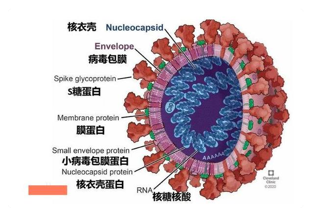 老话说：“大疫不过三年”，那“新冠疫情”会在今年结束吗？