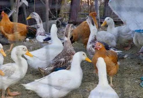我国癌症高发，真的是“速成鸡鸭”惹的祸吗？医生说出大实话
