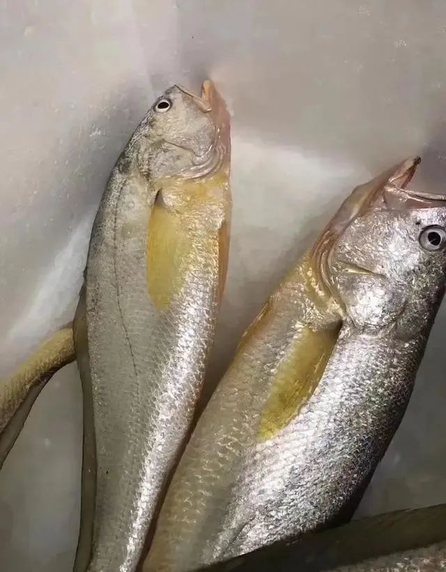 入伏后，遇到这5种鱼我从不讲价，可遇不可求！营养极高又美味