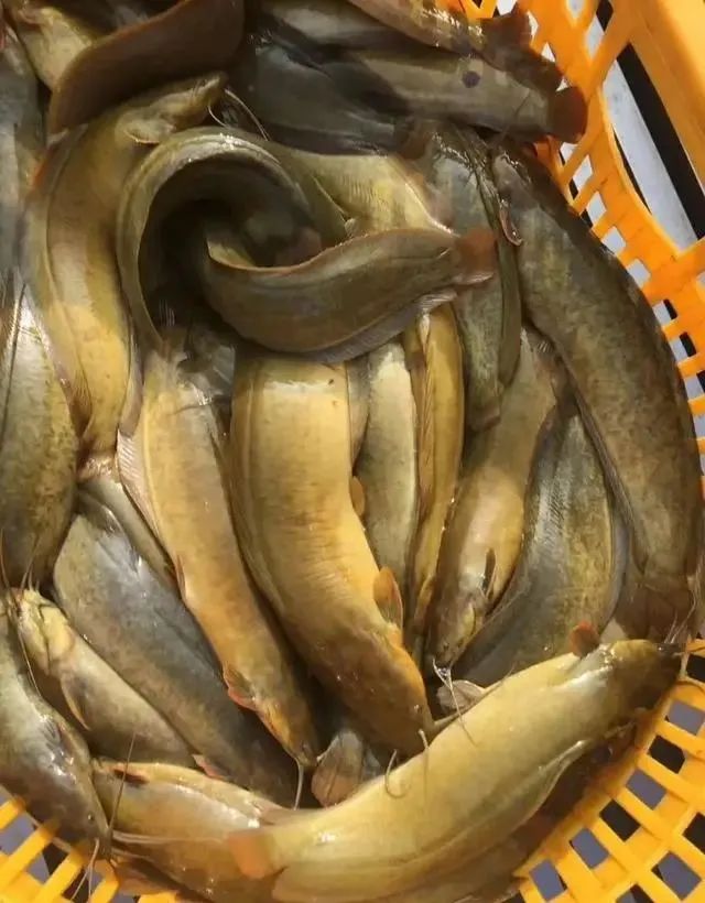 入伏后，遇到这5种鱼我从不讲价，可遇不可求！营养极高又美味