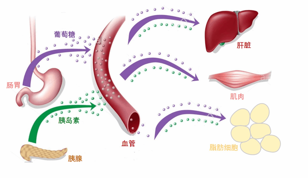 血糖新标准已公布，不是3.9-6.1，是这个范围