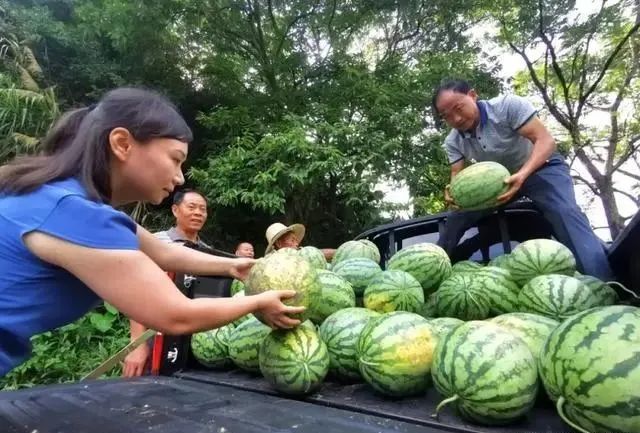 买西瓜时：拍来拍去让人笑装懂，老瓜农教你3招，皮薄多汁还很甜