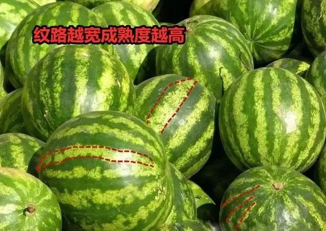 买西瓜时：拍来拍去让人笑装懂，老瓜农教你3招，皮薄多汁还很甜