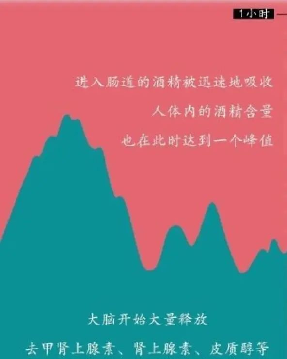 为什么要戒酒？喝酒后人体24小时的变化，看完你还继续喝酒吗？