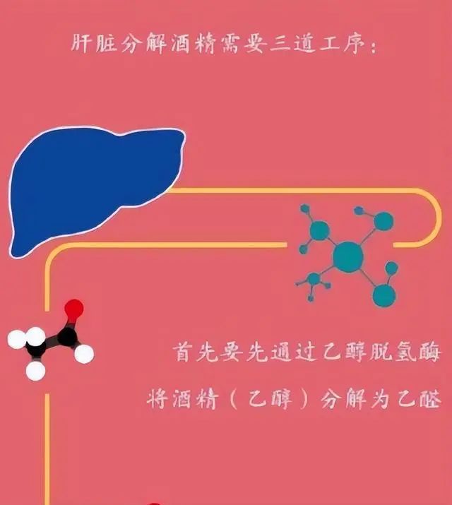 为什么要戒酒？喝酒后人体24小时的变化，看完你还继续喝酒吗？