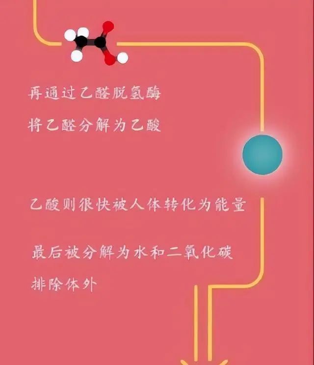 为什么要戒酒？喝酒后人体24小时的变化，看完你还继续喝酒吗？