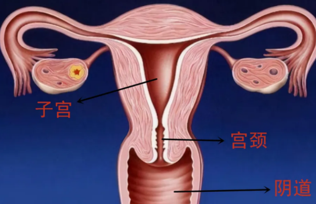 6种水果或会伤害女性子宫，建议少吃，常吃这五物或可以暖宫