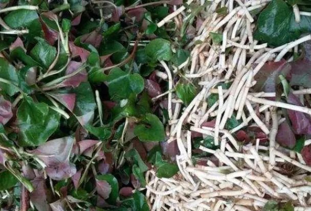 为什么说鱼腥草是“害人草”？吃鱼腥草，究竟是好还是坏呢？