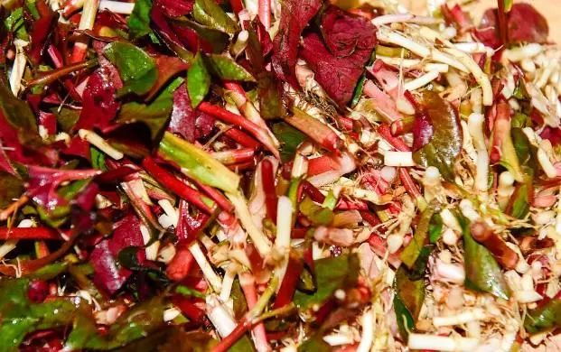 为什么说鱼腥草是“害人草”？吃鱼腥草，究竟是好还是坏呢？