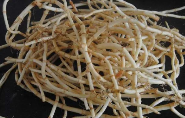 为什么说鱼腥草是“害人草”？吃鱼腥草，究竟是好还是坏呢？