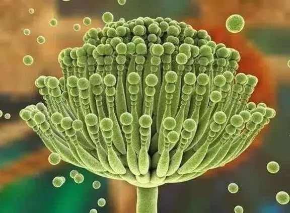 医生呼吁停止使用“绞肉机”，否则伤肝致癌，是真的吗？早知早好