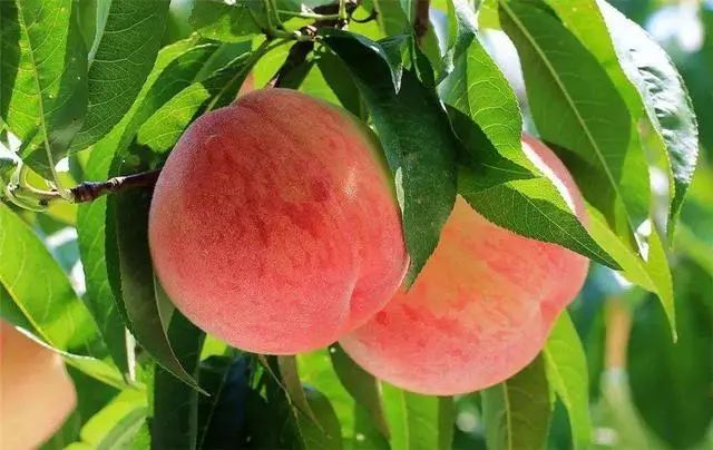 比苹果养人的“夏季第一果”，或有助补气养血，降压通便