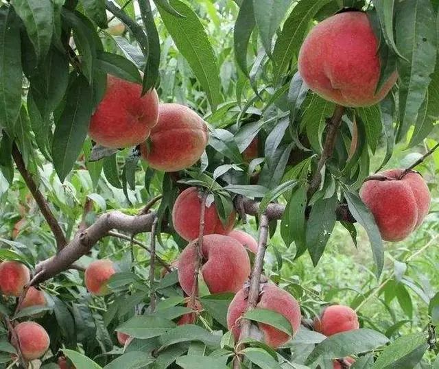比苹果养人的“夏季第一果”，或有助补气养血，降压通便
