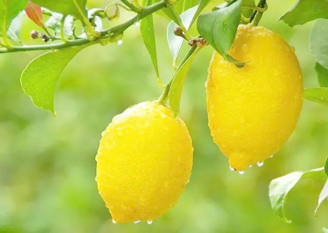 “柠檬”能杀死12种癌，有科学依据吗？看完涨知识了