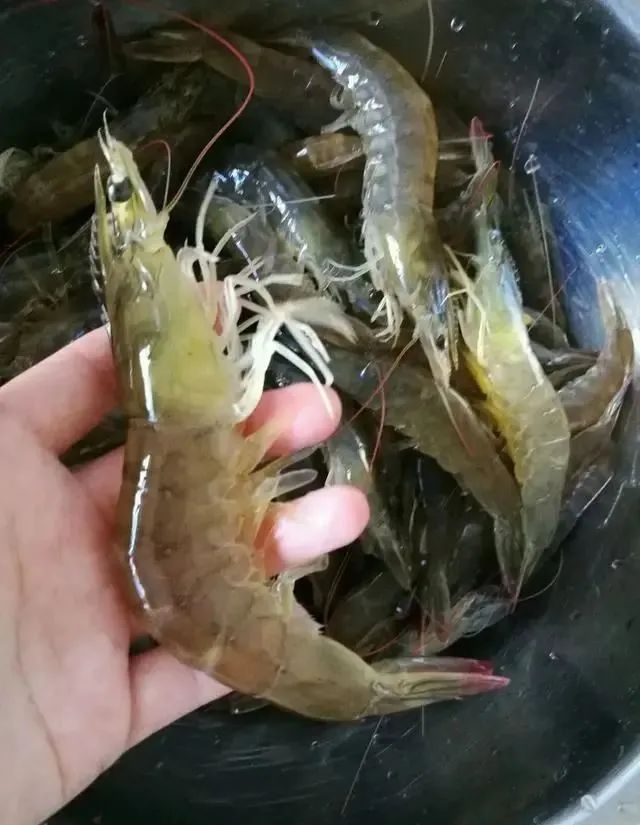 年龄大了要管住嘴？建议中老年：4不吃2多吃，为了健康别不当回事