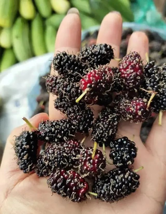 年龄大了要管住嘴？建议中老年：4不吃2多吃，为了健康别不当回事