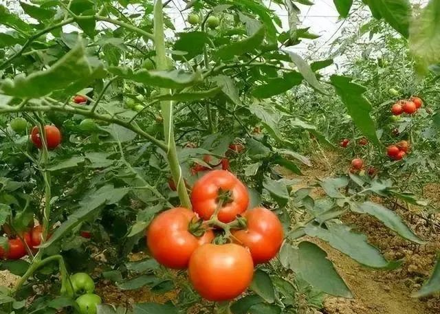 怎么分辨“激素西红柿”？老菜农教你6点，买的安心，吃的更放心