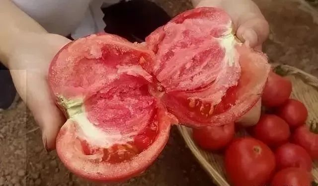 怎么分辨“激素西红柿”？老菜农教你6点，买的安心，吃的更放心
