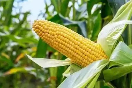 常吃玉米究竟有什么好处呢？这6类人尽量不要吃，别大意