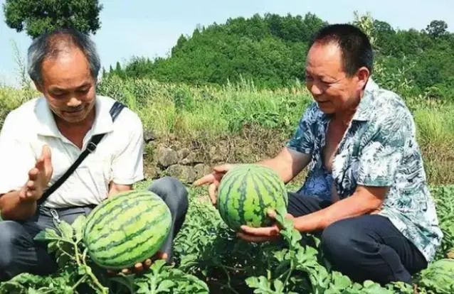 糖尿病患者吃西瓜，是升血糖还是降血糖呢？