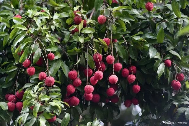 夏至过后，建议中老年人：这5种食物能不吃就不吃，伏天不受苦