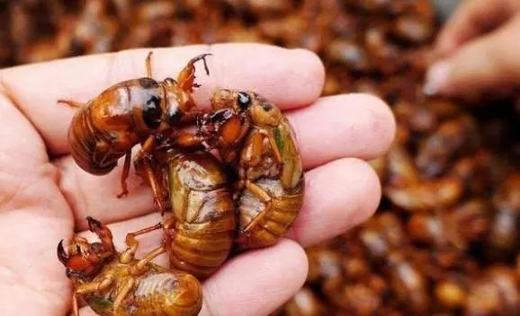 吃“知了猴”有哪些益处？医生提醒：这3类人，最好管住嘴