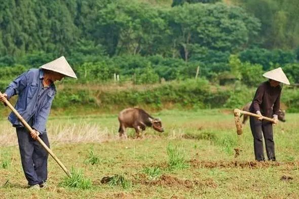 老一辈人因为穷经常吃咸菜却很少生病？医生：原因其实很简单！