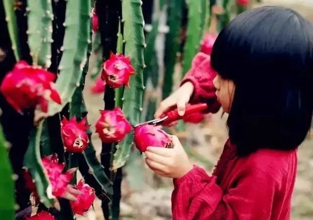 同样都是火龙果，“红心”和“白心”有啥区别？看完涨知识了