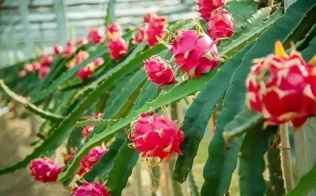同样都是火龙果，“红心”和“白心”有啥区别？看完涨知识了