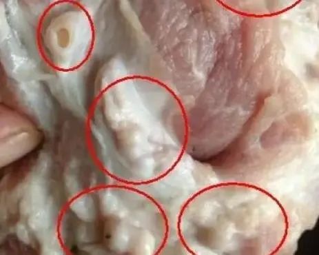 猪身上有一个好东西，或有助降血压、血糖、血脂，你知道是什么吗