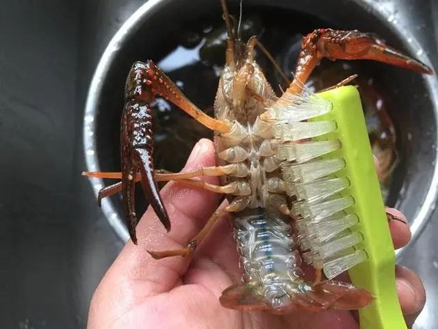 小龙虾的虾黄究竟是“精华”还是“排泄物”？了解下吧，别吃错了