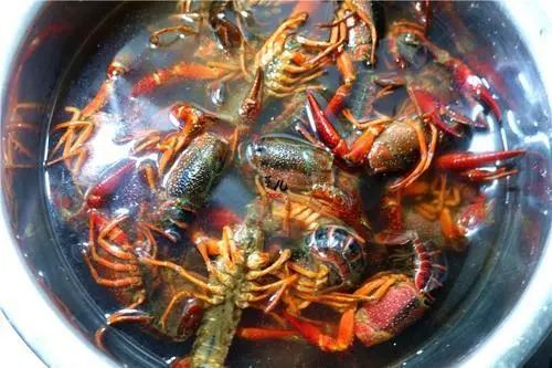小龙虾的虾黄究竟是“精华”还是“排泄物”？了解下吧，别吃错了