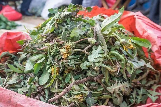蒲公英水，到底是“防癌”还是“致癌”呢？可能和你想的不一样