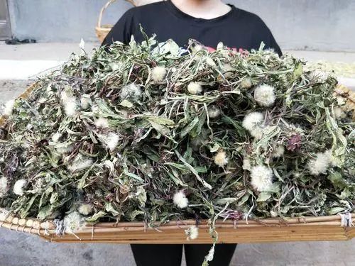 蒲公英水，到底是“防癌”还是“致癌”呢？可能和你想的不一样