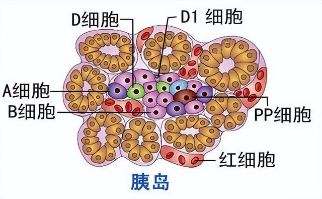 常吃花生会升血糖？医生提醒：3种食物可能会有伤胰岛，建议少吃