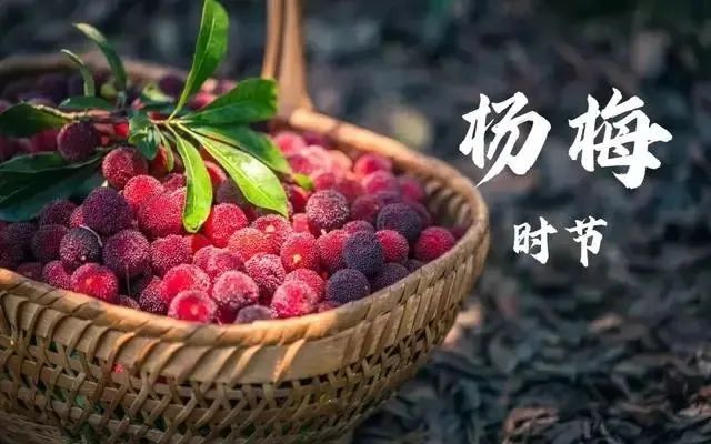 杨梅只用盐水泡，相当于吃虫子，老果农：多加一步，虫子乖乖溜走