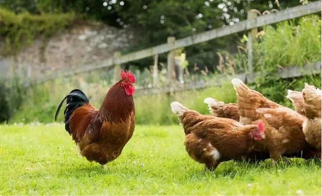 牛津大学研究：吃鸡肉或增加癌症风险，是真的吗？现在知道不算晚