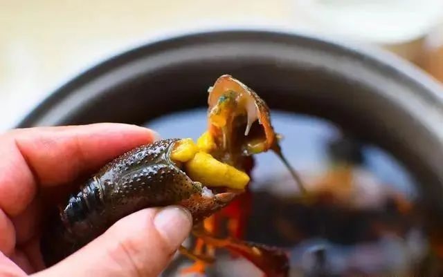 小龙虾脏？你错了！永远不死，爱干净，还怕疼，这才是它的真面目