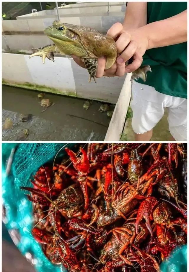 小龙虾脏？你错了！永远不死，爱干净，还怕疼，这才是它的真面目