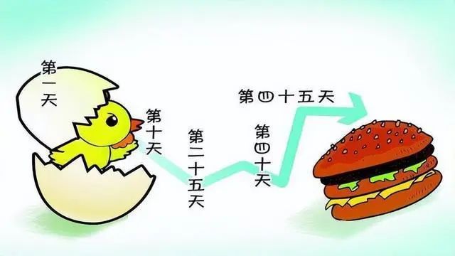 我国患癌率较高，是否和速成鸡鸭有关呢？医生解答，看完涨知识了