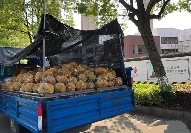 买榴莲就选“母”的，肉多皮薄，牢记4个小技巧，老板都夸你内行