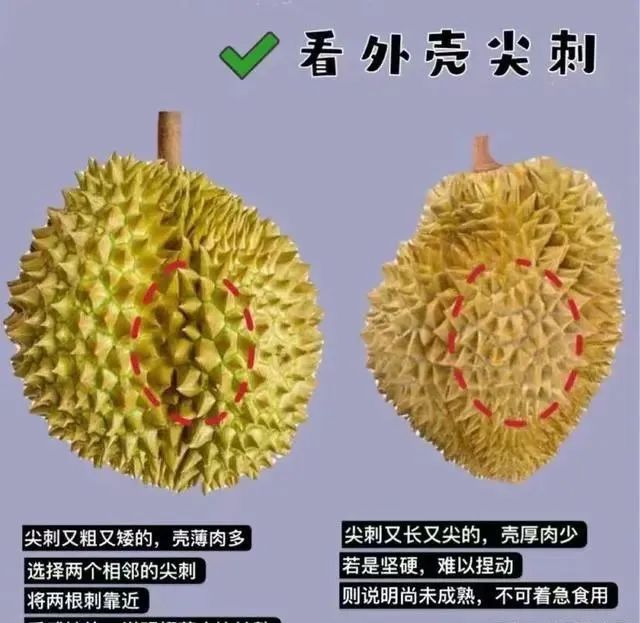 买榴莲就选“母”的，肉多皮薄，牢记4个小技巧，老板都夸你内行